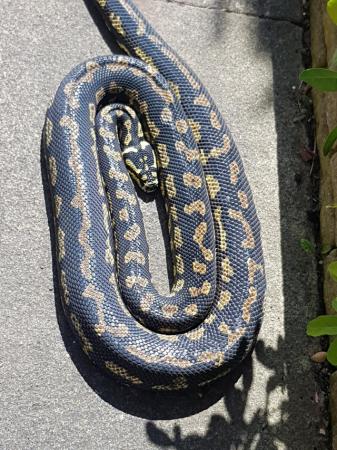 Image 4 of Jungle carpet pythons...