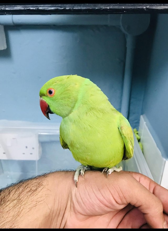 Preview of the first image of Beautiful baby Indian Ringneck Talking Parrot.