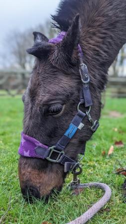 Image 3 of Sweet Bay Dartmoor Hill Pony filly
