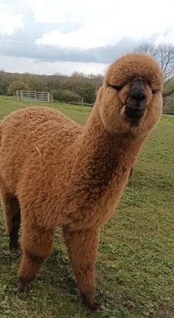 Image 6 of Alpaca pet males BAS registered ready to find a loving home