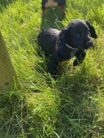 Image 5 of Fully vaccinated - Cocker Spaniel Puppies