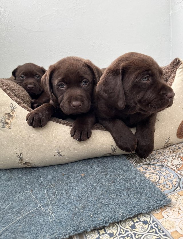 Preview of the first image of Beautiful Chocolate Labrador pups.