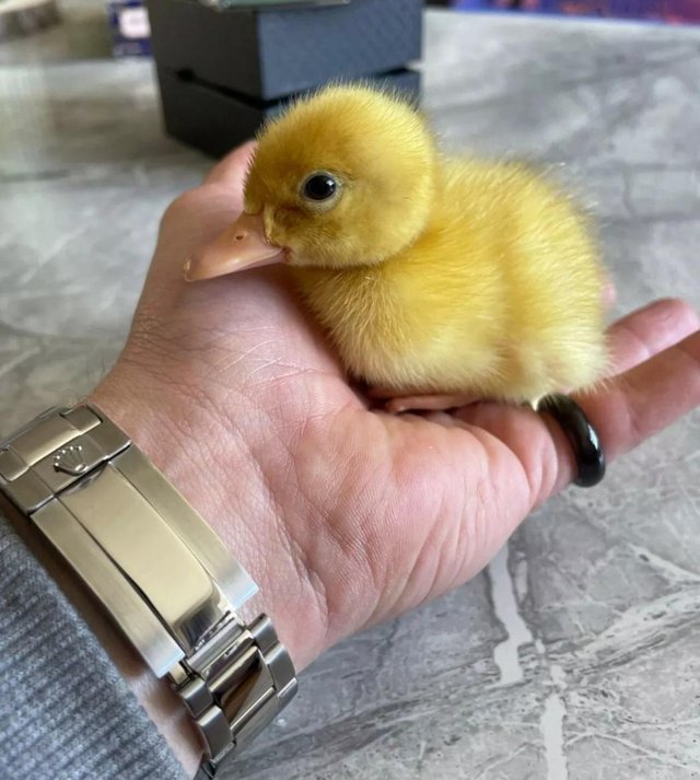 Preview of the first image of Cherry Valley Peking Ducklings for sale.