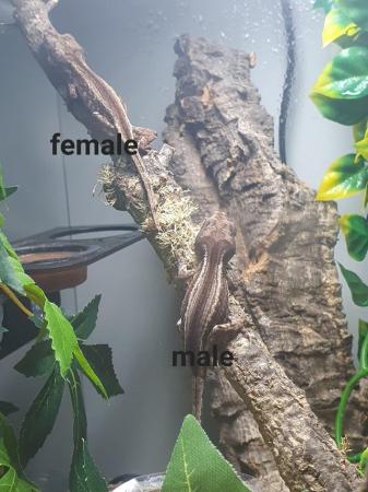 Image 1 of Young female red stripe gargoyle gecko