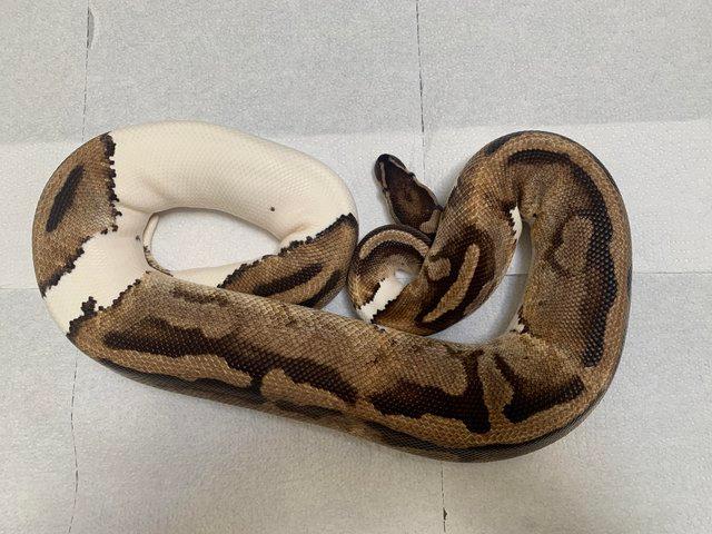 Preview of the first image of Female adult pied royal python.