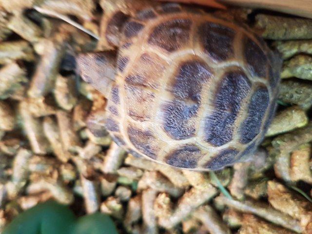Preview of the first image of Baby Horsfield Tortoise at animaltastic.