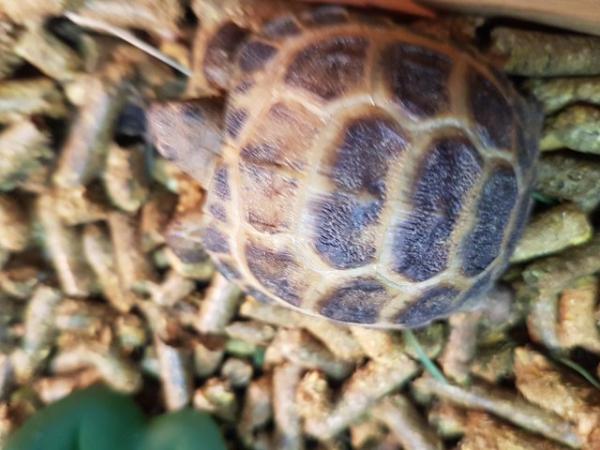 Image 1 of Baby Horsfield Tortoise at animaltastic