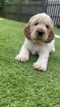 Image 10 of Stunning litter of show type cocker spaniels