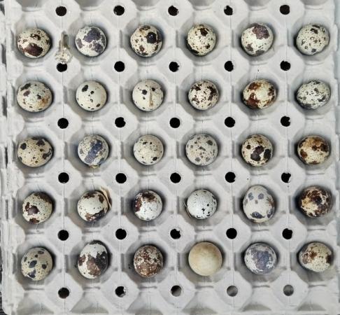 Image 1 of B/f Japanese quail hatching eggs £3 a dozen