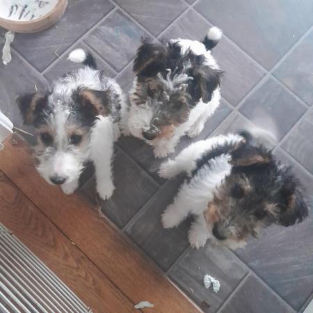 Image 2 of Wire Haired Fox Terrier puppies for sale/now all sold
