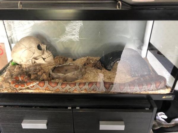 Image 1 of Corn Snake with full set up included