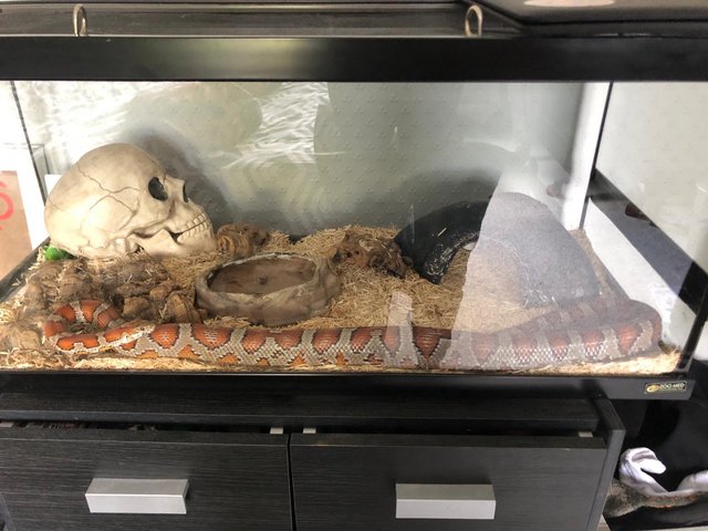 Preview of the first image of Corn Snake with full set up included.