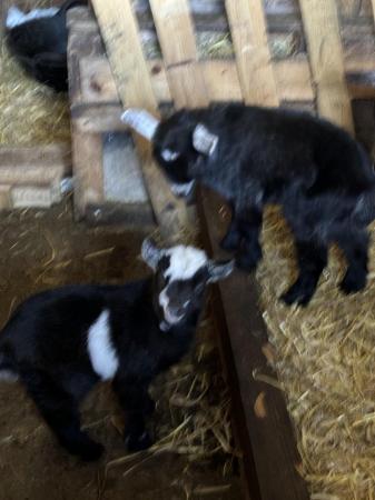 Image 2 of Baby Pigmy goats x2 males