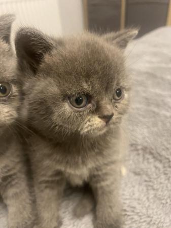 Image 3 of Stunning GCCF British Shorthair Kittens
