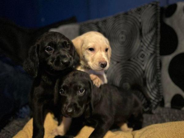 Image 4 of Adorable Labrador puppies 3 LEFT READY TO LEAVE