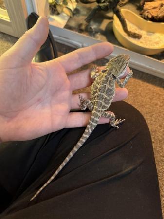 Image 1 of Bearded dragons for sale