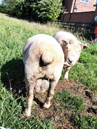 Image 5 of Pedigree Southdown Ram- March 2023 born