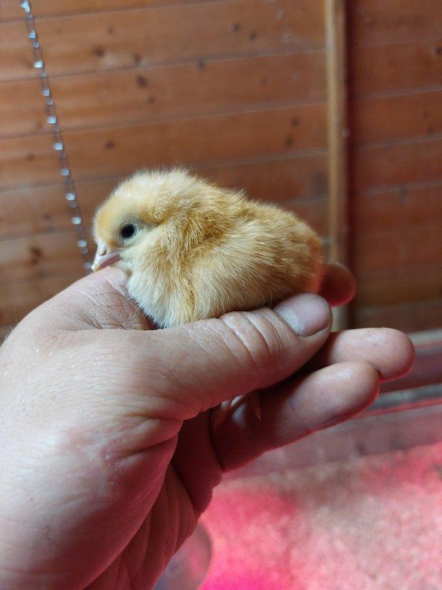 Preview of the first image of Warren hybrid sexed female chicks.