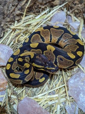 Image 2 of Various morph (GHI, Stripe, Pastels) baby royal/ball pythons