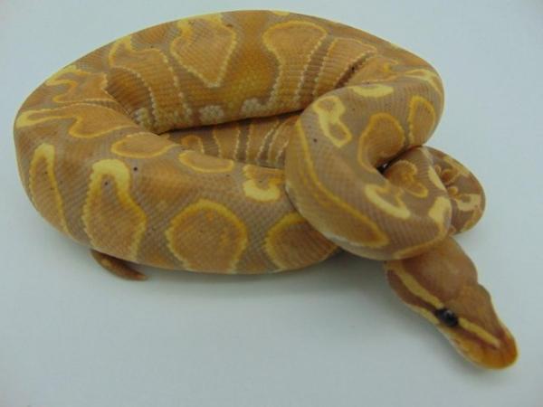 Image 4 of Male GHI Banana(Female Maker) Ball Python 217 grams