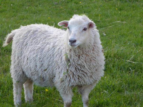 Image 3 of Pet/fibre lambs, mixed breeds