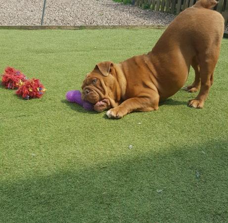 Image 4 of Beautiful full pedigree 7 month old Bully for sale
