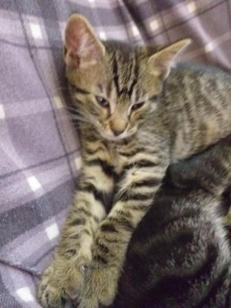 Image 6 of Bengal mix kittens for sale