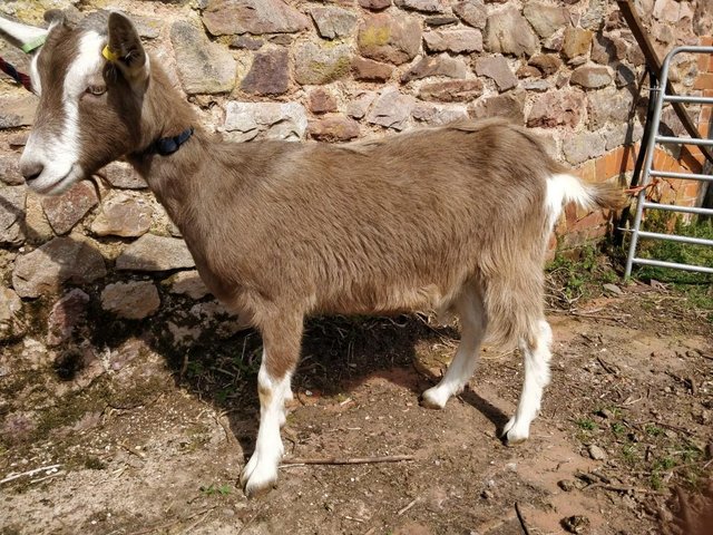 Preview of the first image of Friendly Female British Toggenburg Goatling.