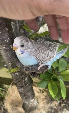 Image 1 of Tame baby budgies for reservation