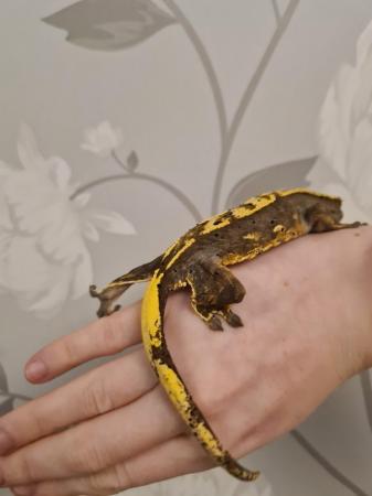 Image 6 of Tri-Colour Partial Pin Harley Crested Gecko