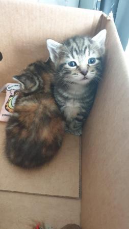 Image 4 of Kittens for sale currently 4 weeks old.