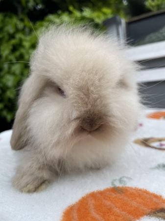Image 4 of Beautiful Pure Bred Lion Lop Babies