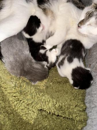 Image 2 of 7 weeks old kittens 1 male 1 female both black & white