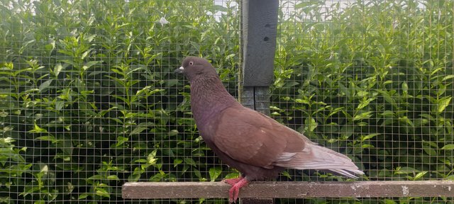 Image 4 of Beautiful Pigeons for sale