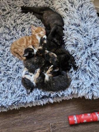 Image 5 of Kittens looking for loving home