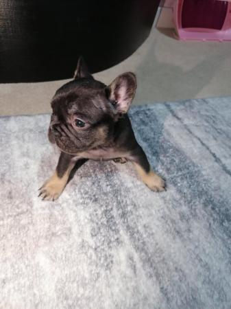 Image 18 of French bulldog puppies ready in 3 weeks