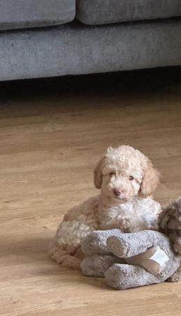 Image 20 of One left! REDUCED READY NOW Gorgeous cockapoo puppies.