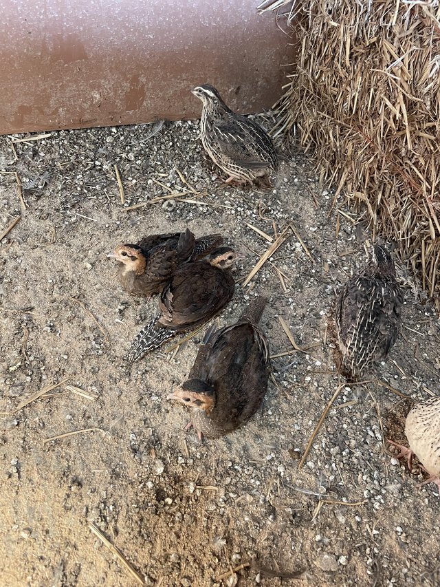 Preview of the first image of 3 young silver pheasant poults.