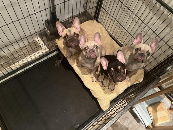 Image 1 of French bulldog puppies for sale Two girls left