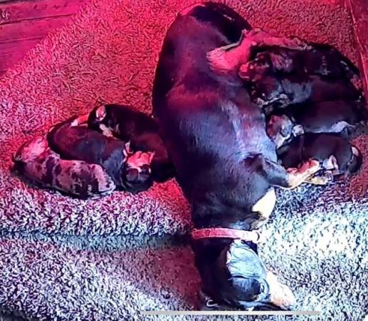 Image 4 of Dachshund puppies dapple and black tan miniature