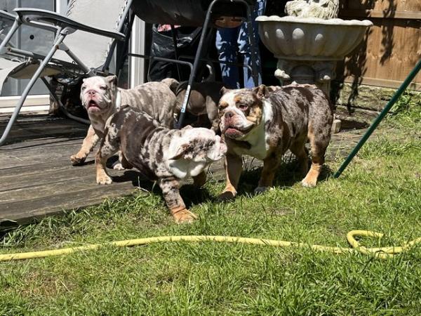 Image 6 of English bulldog puppies for sale £1500 each