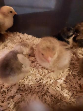 Image 2 of Day old Pekin and Poland chicks