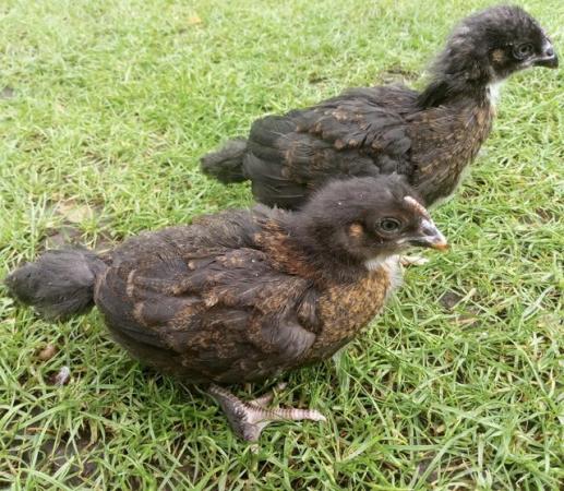 Image 1 of Chicks for sale french marans and white leghorns