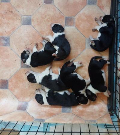 Image 9 of **READY NOW** Working Farm Border Collie Puppies for Sale