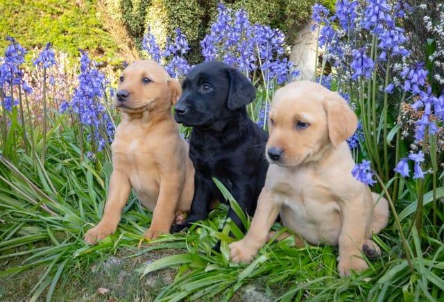 Image 4 of Black and yellow Labrador puppies