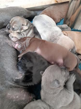 Image 10 of Staffy x lhasopuppies ready end August