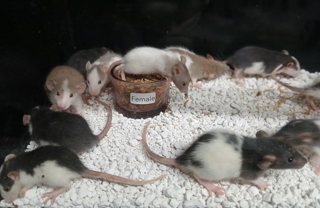 Image 6 of Baby Rats Dumbo's and Straight ears