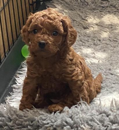 Image 19 of Gorgeous,Deep Red,Health tested Cavapoo pups