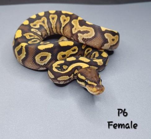 Image 11 of Various Hatchling Ball Python's CB23 - Availability List