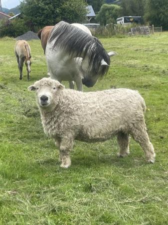 Image 3 of Pedigree Grey Faced Dartmoor Ram